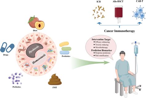 Frontiers Emerging Roles Of The Gut Microbiota In Cancer Immunotherapy