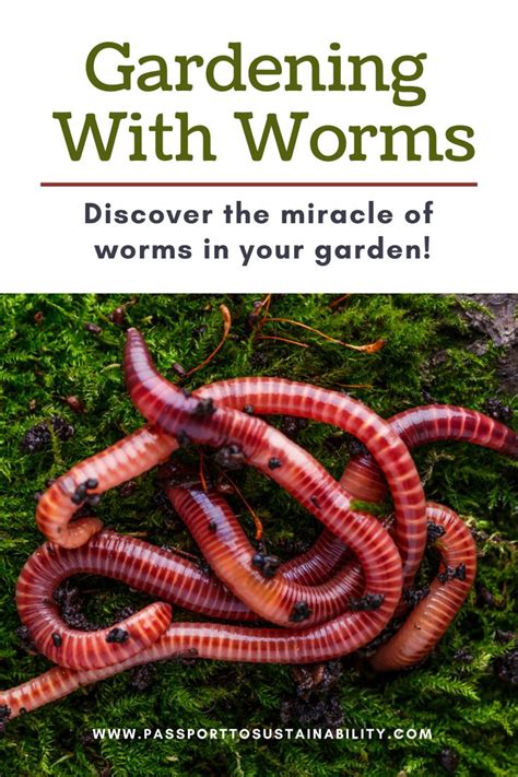 The Benefits Of Worms In Your Garden Organic Gardening Soil Soil