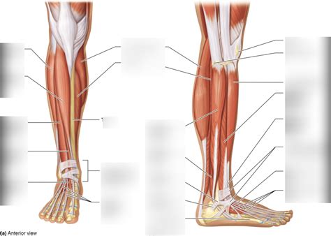Front And Side Of Calf Muscles Diagram Quizlet