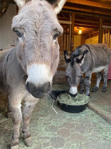Donkeys Rico And Jack And Their Love Story Freedom Farm Animal Sanctuary
