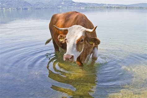 Animal Bathing Stock Photo Image Of Lake Kochelsee 26179202