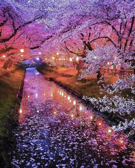 Cherry Blossoms In Kawagoe Shingashi River Japan Rpicsgalore