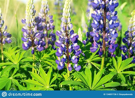 Lupinus Lupin Or Lupine In Bloom Floral Background Stock Photo Image