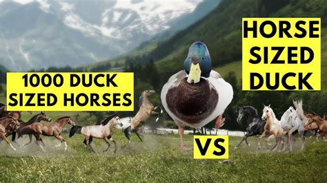 A Horse Sized Duck Versus A Thousand Duck Sized Horses Debate Youtube