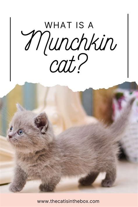 What Is A Munchkin Cat In 2021 Munchkin Cat Cats Cat Lifespan