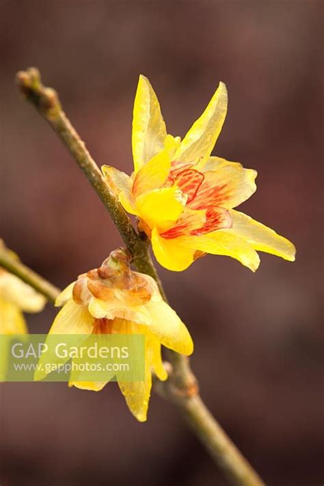Gap Gardens Chimonanthus Praecox Grandiflorus Agm Large Flowered