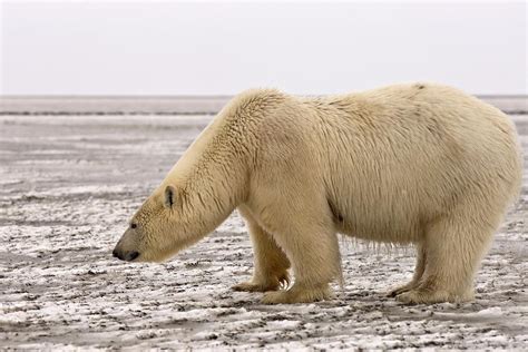 Polar Bear On Barter Island Photograph By Steven Kazlowski Pixels