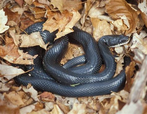 Black Rat Snake Facts And Pictures Reptile Fact