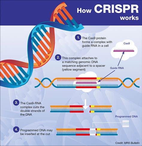 What D Printing Can Teach Us About How To Regulate Crispr Gene Editing