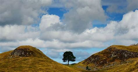 Sycamore Gap S Famous Robin Hood Tree Is Chopped Down By Vandal
