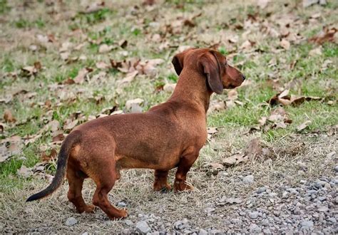 How Do I Know If My Dachshund Is Purebred Look For These 10 Features