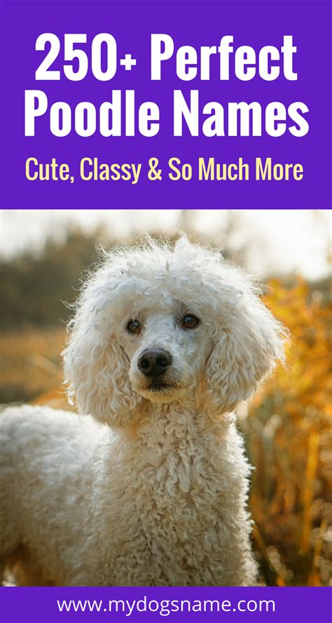250 Poodle Names Cute Classy And More My Dogs Name Dog Names