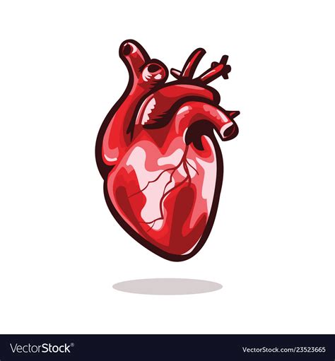 Anatomical Heart Isolated Royalty Free Vector Image