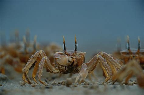 A Herd Of Ghost Crabs Ocypode Albicans Photograph By Michael Nichols