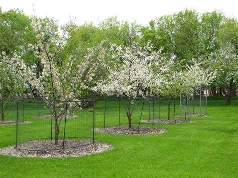 Deer fencing is specifically designed. Image result for farm guard deer and orchard fence | Fruit ...