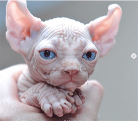 These Sphynx Babies Will Instantly Melt Your Heart Sphynx Cat Cute