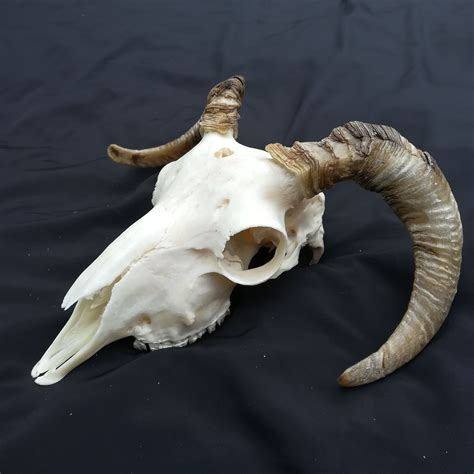 Ram Skull Animal Skull Real Ram Skull Sheep Skull Animal Horns Etsy