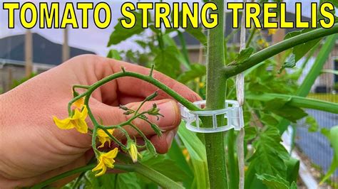 String Tomato Trellis Tying Up Tomatoes Like This Changed My Life
