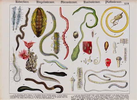 She has a vet appointment later today. Worms of many types - a chromolithograph from 1886