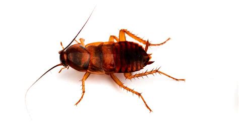 Brown Banded Cockroaches Identification Threats Treatment