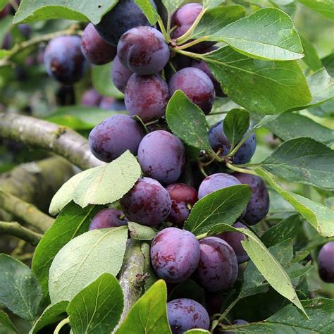 'golden casket', 'lacey', 'purple gold', 'panama red' and 'panama gold'. Prunus Opal - Opal Plum Tree | Mail Order Trees