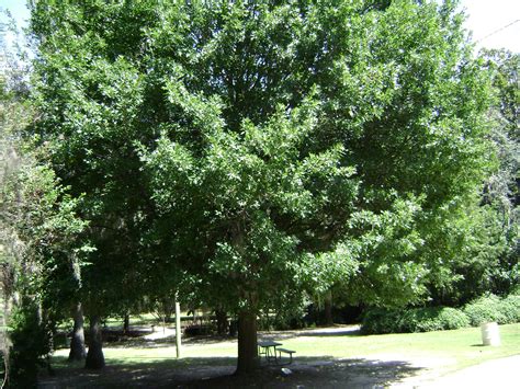 Quercus Texana Fast Growing Shade Trees Shade Trees Fall