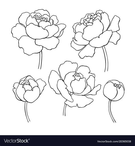 Peony Line Drawing Vector Hand Drawn Outline Flower Set Simple