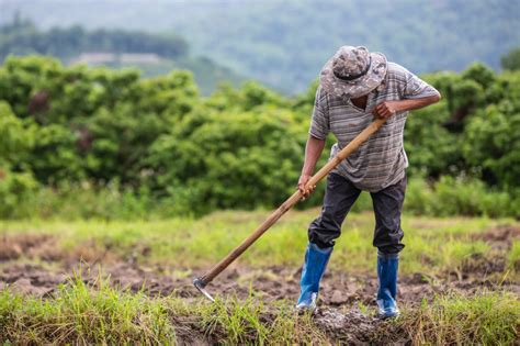 Regenerasi Petani Sebagai Solusi Ketahanan Pangan Di Masa Depan My