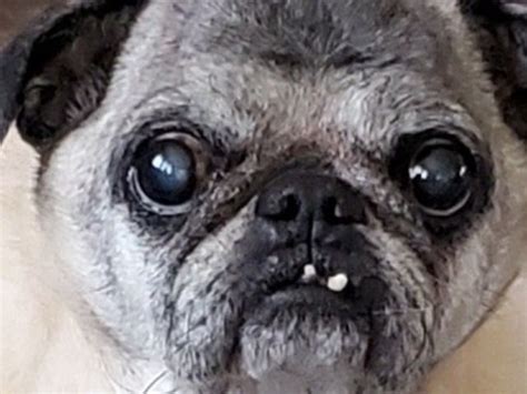 Donate To Mast Cell Tumor Surgery For Roscoe The Pug