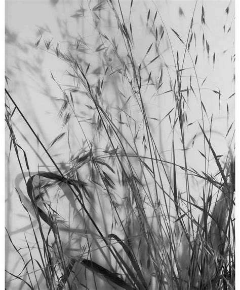 Imogen Cunningham History Of Photography Imogen Cunningham Nature