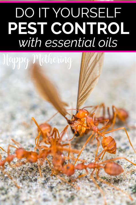 Clearwater bed bug ant roach bee spider pest control. Do It Yourself Pest Control with Essential Oils - Happy Mothering