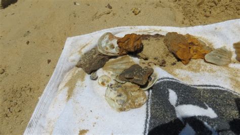 Find 20 Million Year Old Fossils At Calvert Cliffs State Park In Maryland