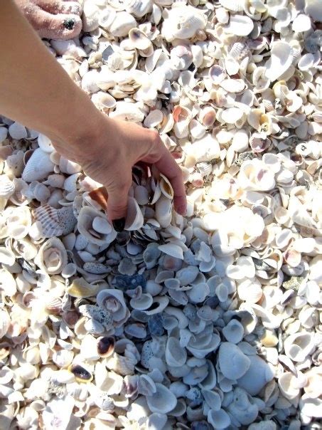 Seashells Look At All The Traveling Stories Sea Shells She Sells