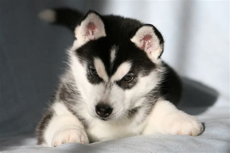 The Puppy Siberian Husky Wallpapers And Images Wallpapers Pictures
