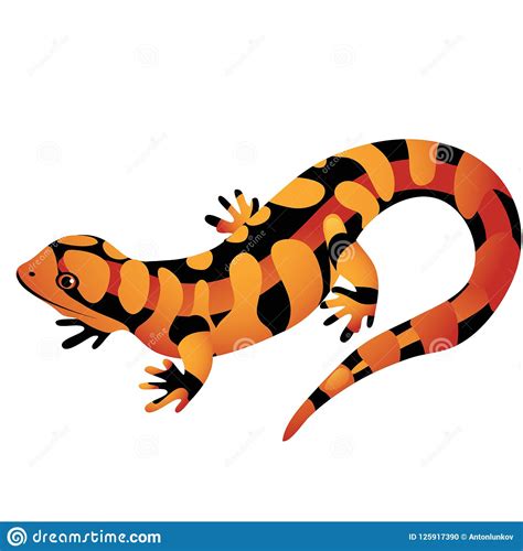 Orange Spotted Salamander Isolated On A White Background Cartoon