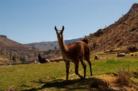 They are members of the camelidae family, along with camels, llamas, guanacos, . Vicuña
