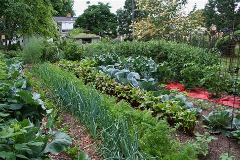 49 Vegetable Gardening Wallpaper