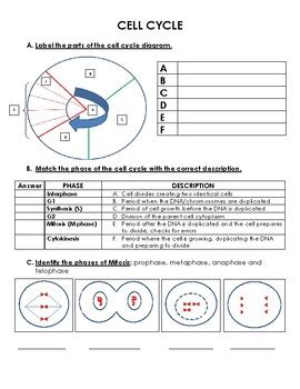 Get, create, make and sign gizmo cell energy cycle answers. CELL CYCLE Worksheet by Biology Resource Central | TpT