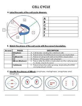 The cyclical nature of the two processes can be constructed visually, and the simplified photosynthesis and respiration formulae can be balanced. CELL CYCLE Worksheet by Biology Resource Central | TpT