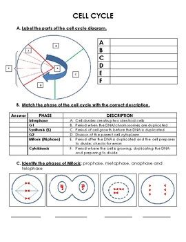 Note the cells are not arranged in the order in which the cell cycle occurs. CELL CYCLE Worksheet by Biology Resource Central | TpT