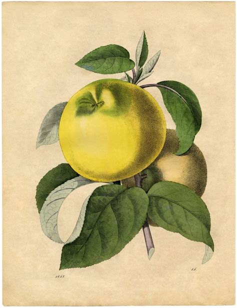 Free Botanical Art Prints Apples The Graphics Fairy Botanical Art
