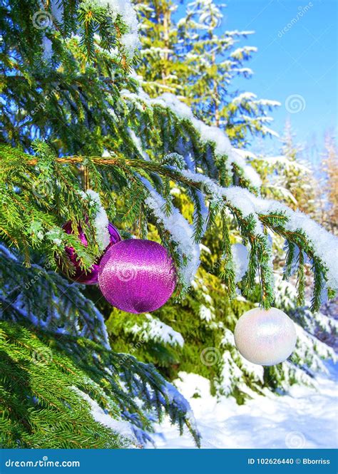 Christmas Balls On A Snow Covered Tree Branch Christmas Tree Ba Stock