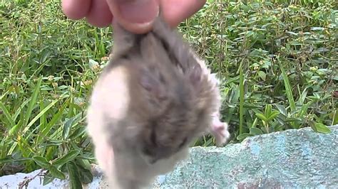 Vine Electricdancer Flying Hamster Youtube