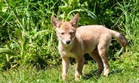 Urge The City Of Isle Of Palms South Carolina To Stop Killing Coyotes