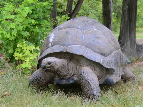 Jonathan The Worlds Oldest Giant Tortoise Celebrates 190th Birthday