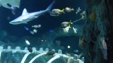 Kansas City Aquarium ~ Sea Life 2 ~ Kc 13 Youtube