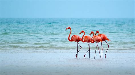Flamingo Beach Wallpapers Top Free Flamingo Beach Backgrounds