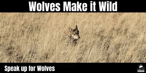 Mexican Wolf Recovery Tool Kit Wildearth Guardians