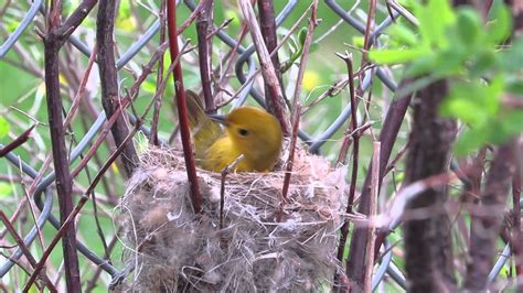 Yellow Warbler Building A Nest Youtube