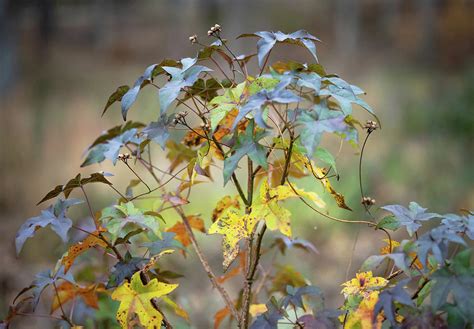 Colors Of November Photograph By Jonathan Cothron Fine Art America